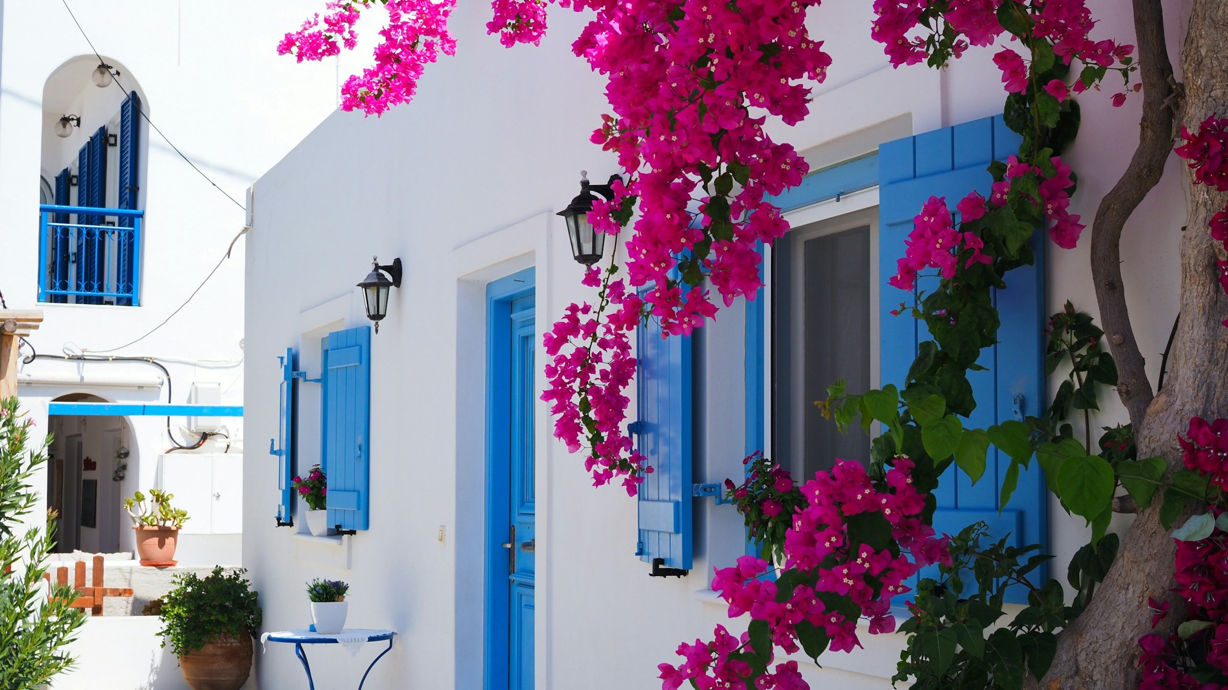 A flowering tree alongside a whitewashed Cycladic house with deep blue door and shutter. The classic vernacular vocabulary that the new generation of Cycladic builds is drawing from rather than overruling.